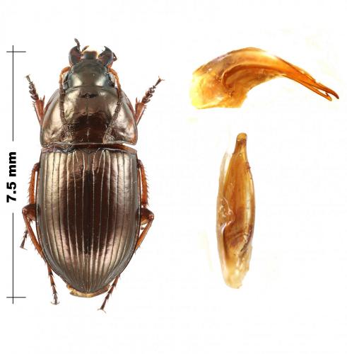 Amara nitida